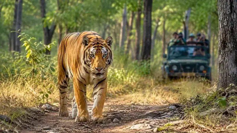 Top Tiger Reserves for Tiger Sighting in India