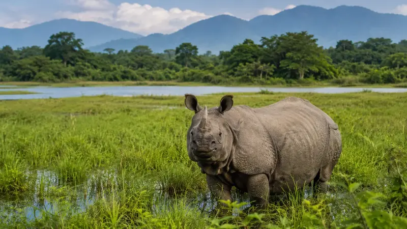 Famous Wildlife Sanctuaries in Assam