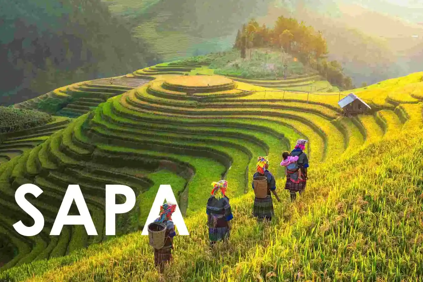 Sapa terraced rice fields surrounded by mountains in northern Vietnam
