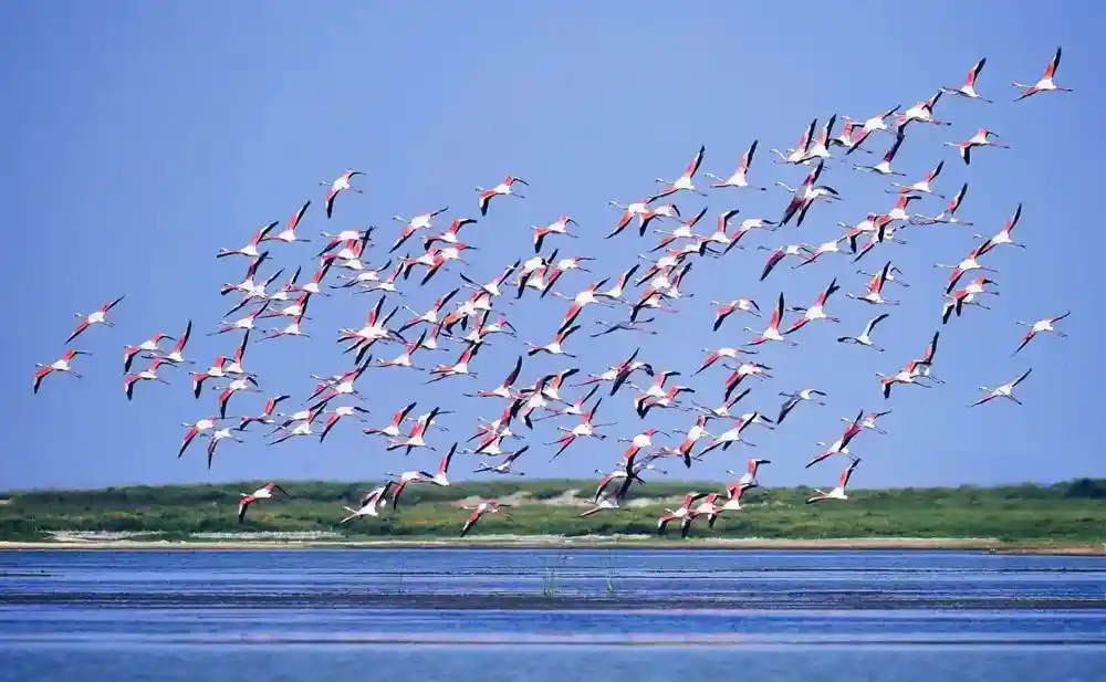 Chilika Lake