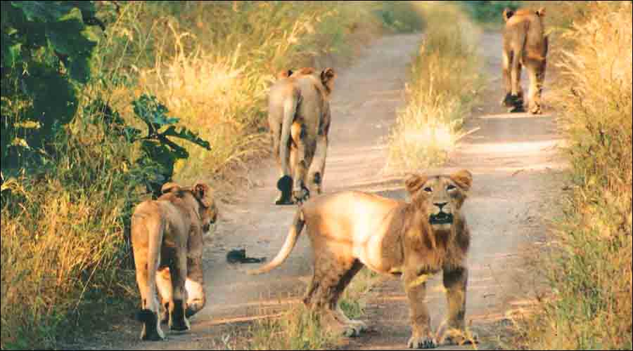 Gir Forest National Park