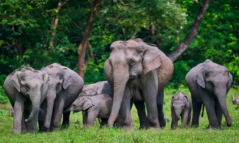 Manas National Park