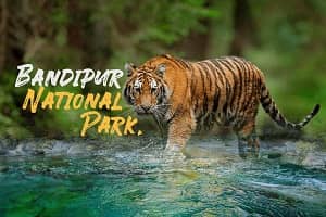 Bandipur Wildlife Sanctuary