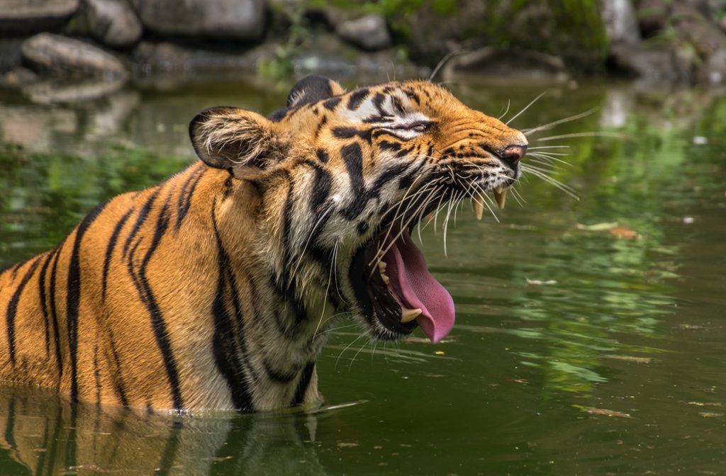 Sunderbans