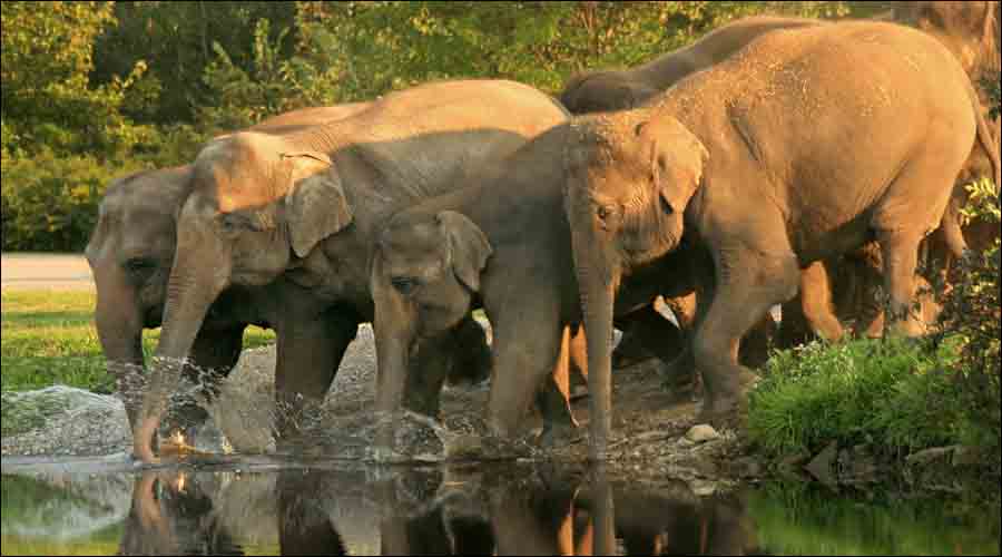 Mudumalai National Park Ooty