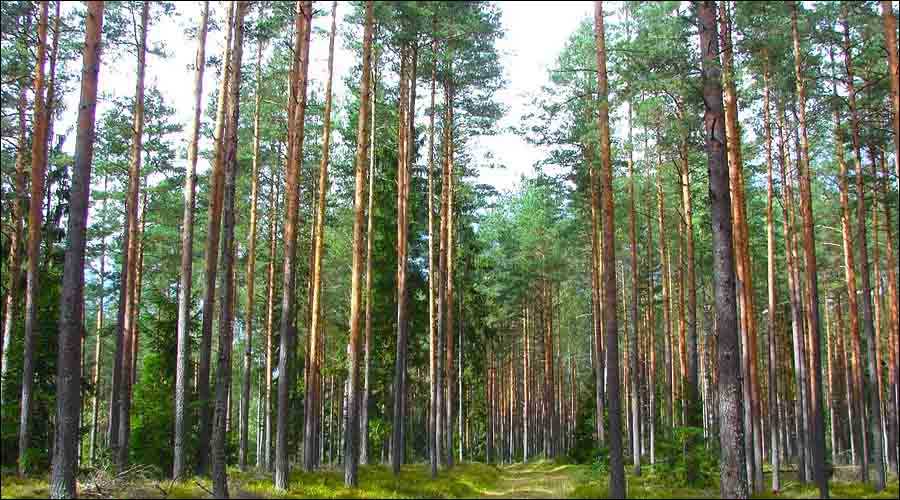 Pine-Forests