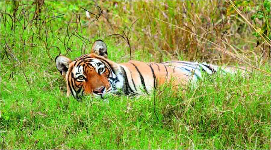 Sawai Mansingh Wildlife Sanctuary