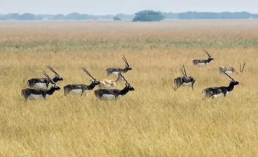 Blackbuck National Park, Velavadar