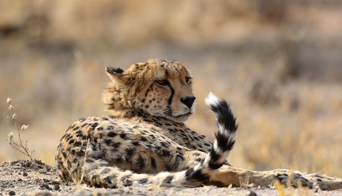 Cheetah Cubs at Cheetah Outreach