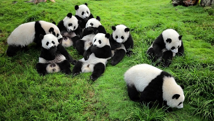 Chengdu Research Base of Giant Panda Breeding