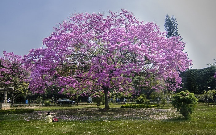 Cubbon Park