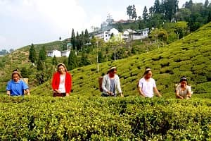 Darjeeling Tea Estates