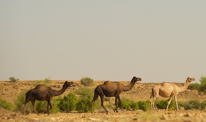 Desert National Park