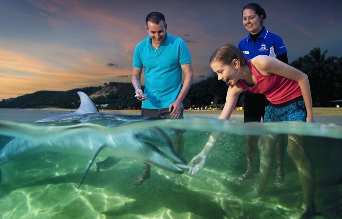 Dolphin Feeding at Tangalooma, Australia