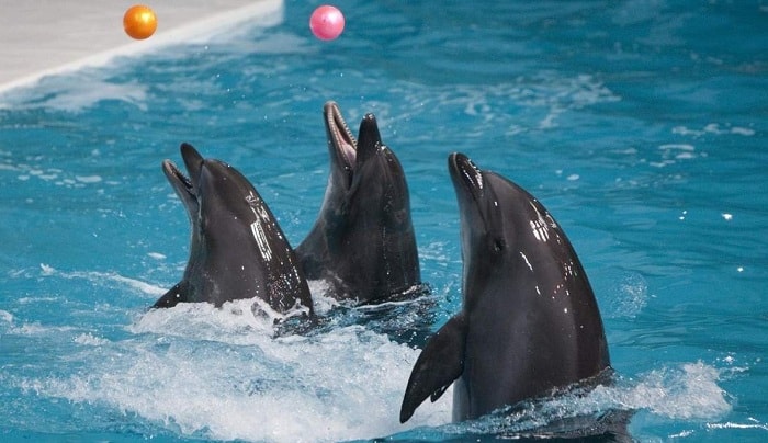 Dubai Dolphinarium