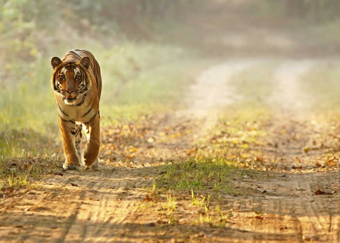 Dudhwa National Park