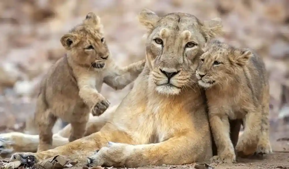 Gir National Park