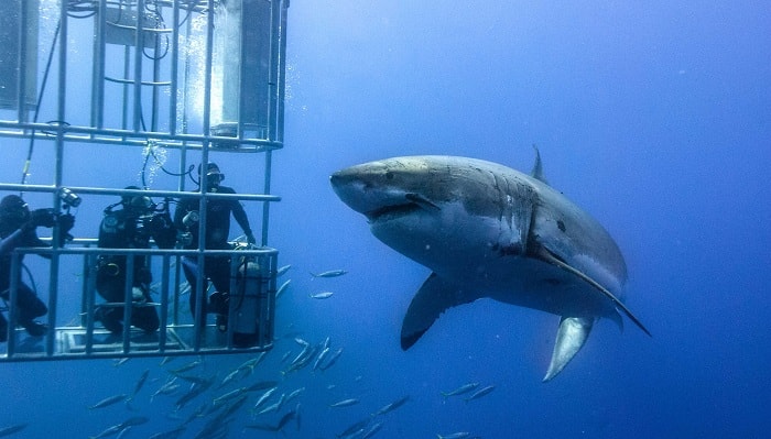 Great White Cage Dive near Cape Town, South Africa