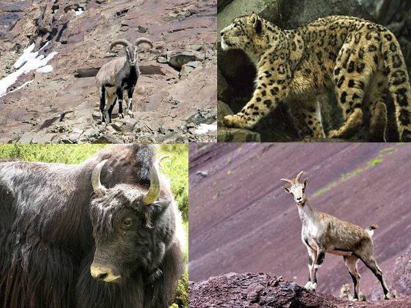 Hemis National Park in Ladakh