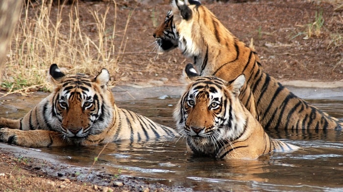 Jawahar Sagar Wildlife Sanctuary