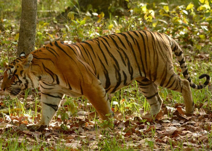 Katarniaghat Wildlife Sanctuary