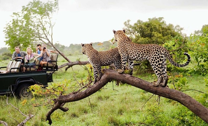 Kruger National Park Safari, South Africa