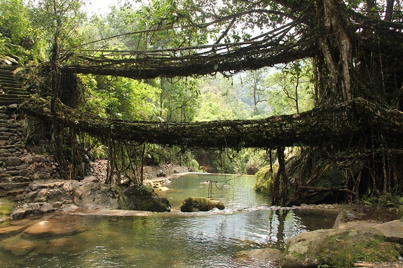 Living Root Bridges, Meghalaya