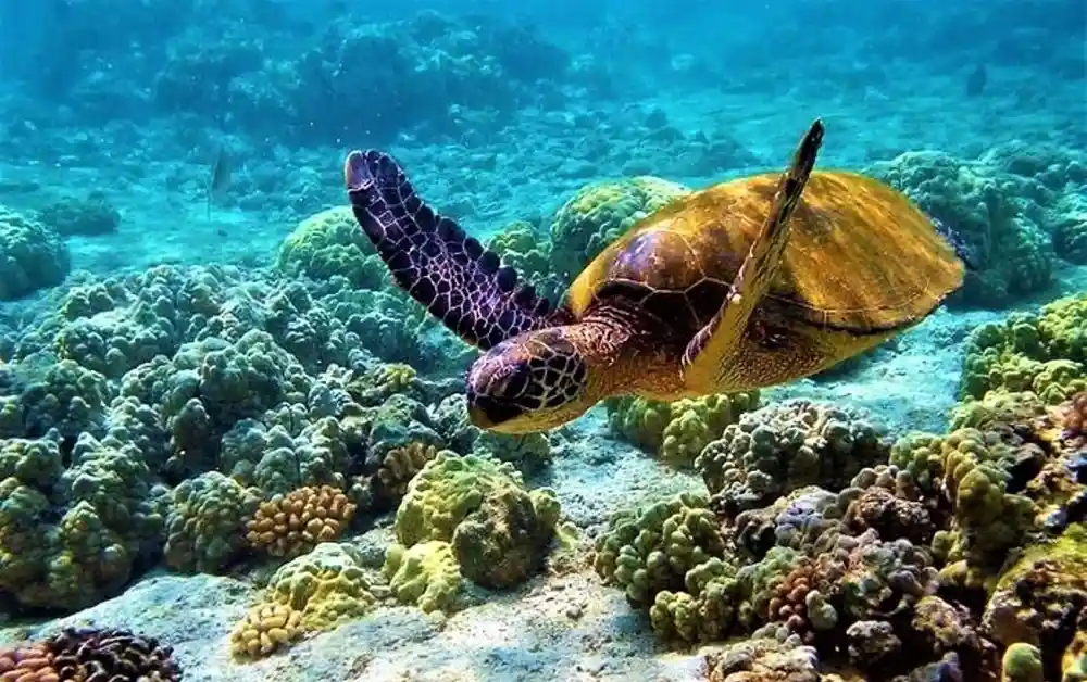 Marine National Park, Gulf of Kutch