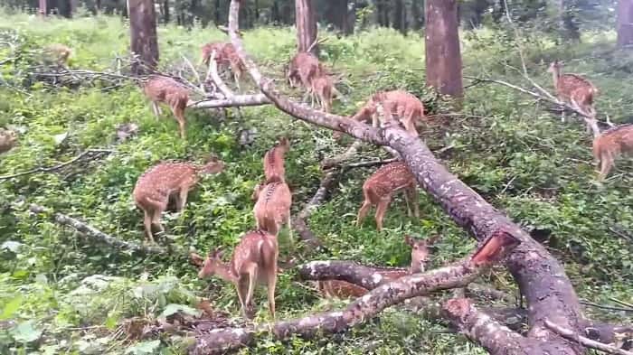 Parambikulam Wildlife Sanctuary