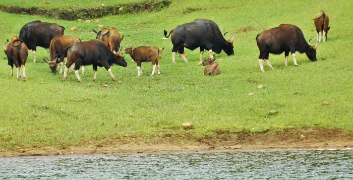 Periyar National Park