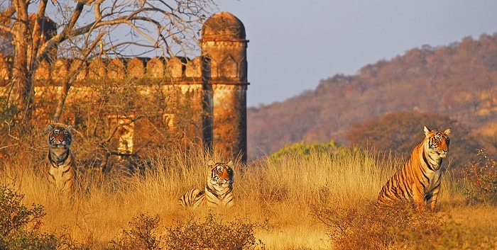 Ranthambore National Park