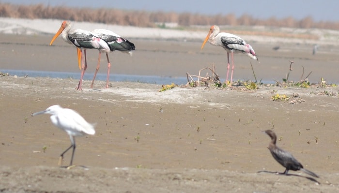 Sambhar Lake Wildlife Sanctuary