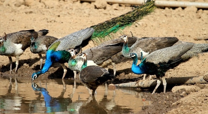 Sariska National Park