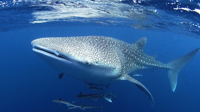 Swim with Whale Sharks at the Coral Coast, Australia