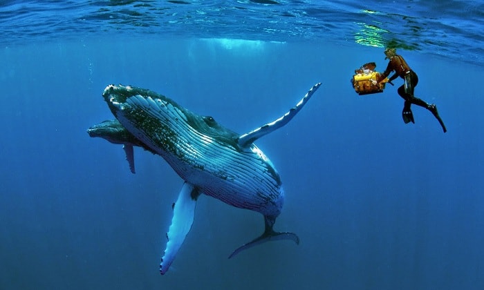 Swim with Whales in Tonga