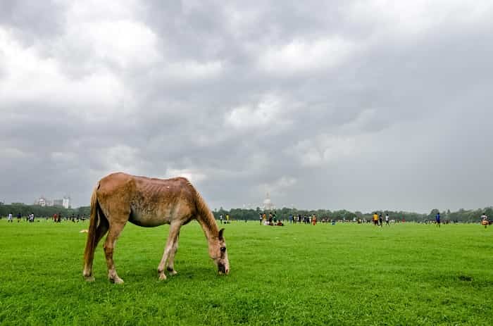 The Kolkata Maidan (Field) kolkata