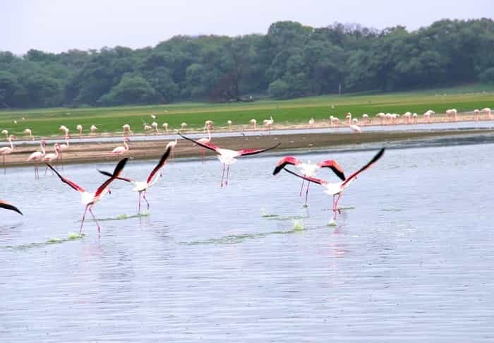 Thol Lake Bird Sanctuary