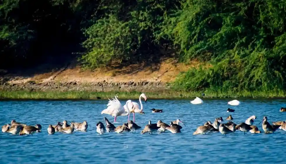 Thol Lake Bird Sanctuary