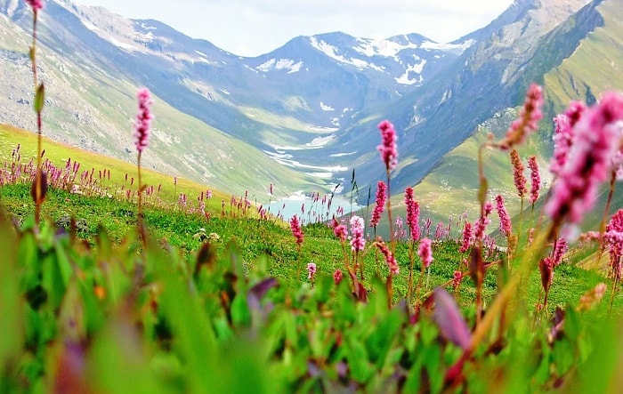 Valley of Flowers National Park