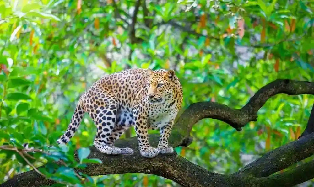 Vansda National Park