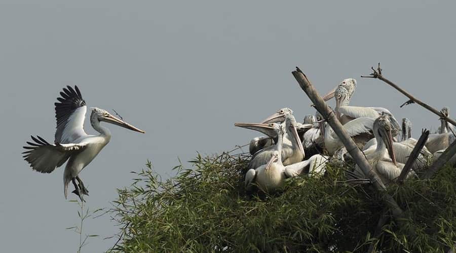 Vedanthangal Bird Sanctuary