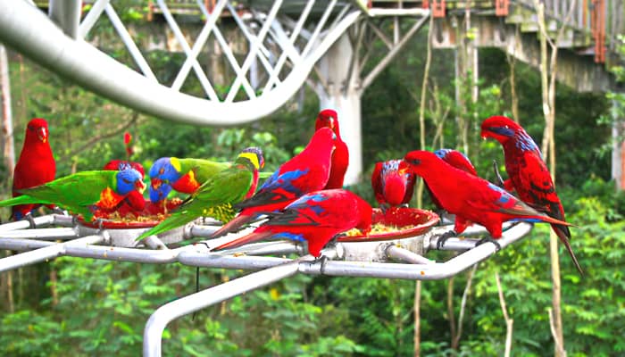 Jurong Bird Park