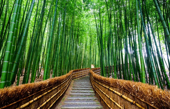 Bamboo Forest, Japan