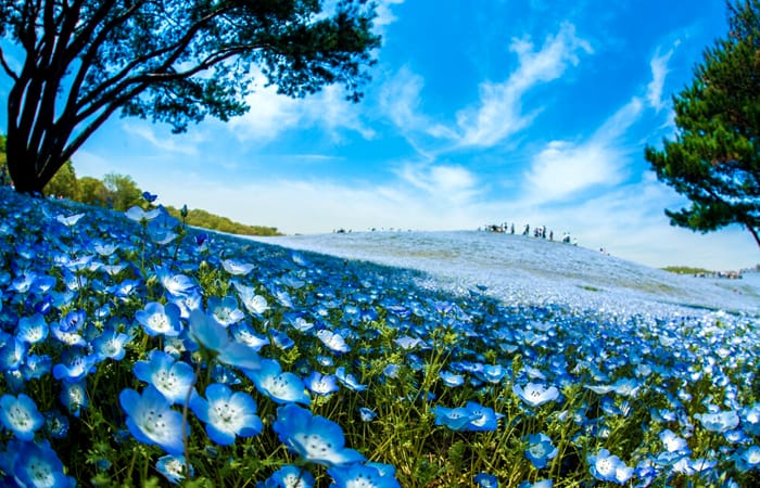 Hitachi Seaside Park, Japan