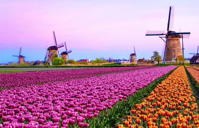 Tulip Fields, Netherlands