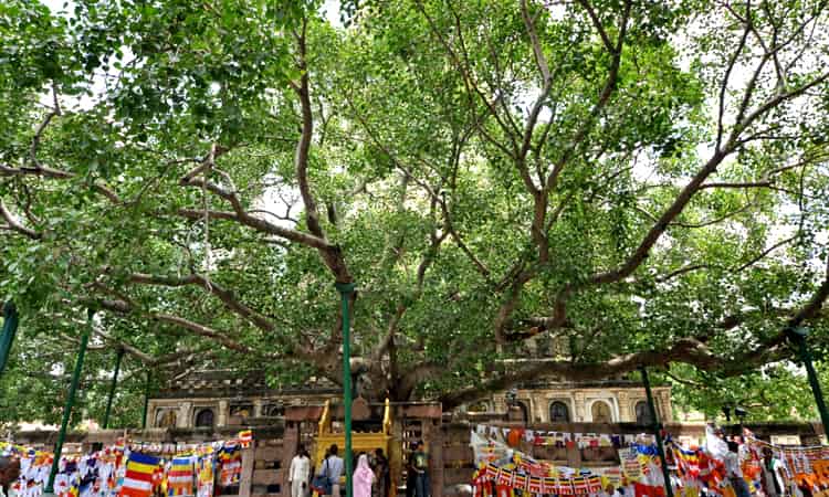 Bodhi Tree