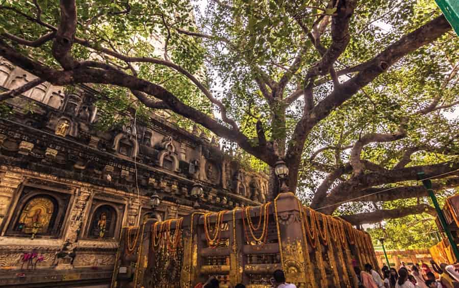 Mahabodhi Tree