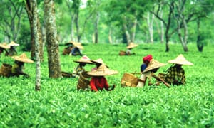 Assam Tours