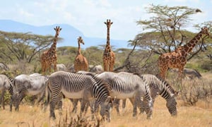 Kenya Tours