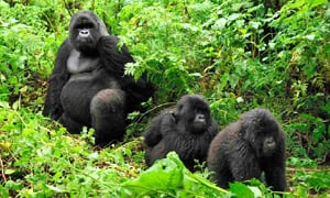 Rwanda Tours